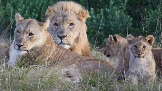 Leones devoran a dos cazadores que intentaban cazar rinocerontes de forma ilegal en Sudáfrica