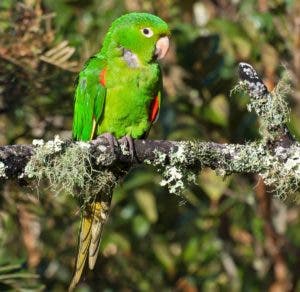 El Mirador Sur: de bosque costero pasó a ser un parque ecológico