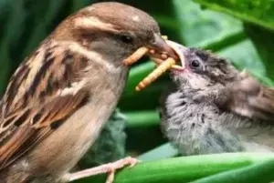 Los insectos que comen las aves en un año