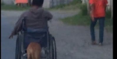 Un perro empuja la silla de ruedas de su amo