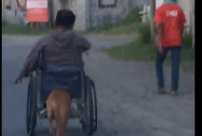 Un perro empuja la silla de ruedas de su amo