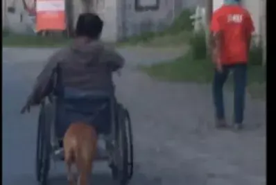 Un perro empuja la silla de ruedas de su amo