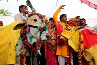 Celebran boda entre una vaca y un toro