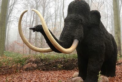 Incautan 156 colmillos de mamut