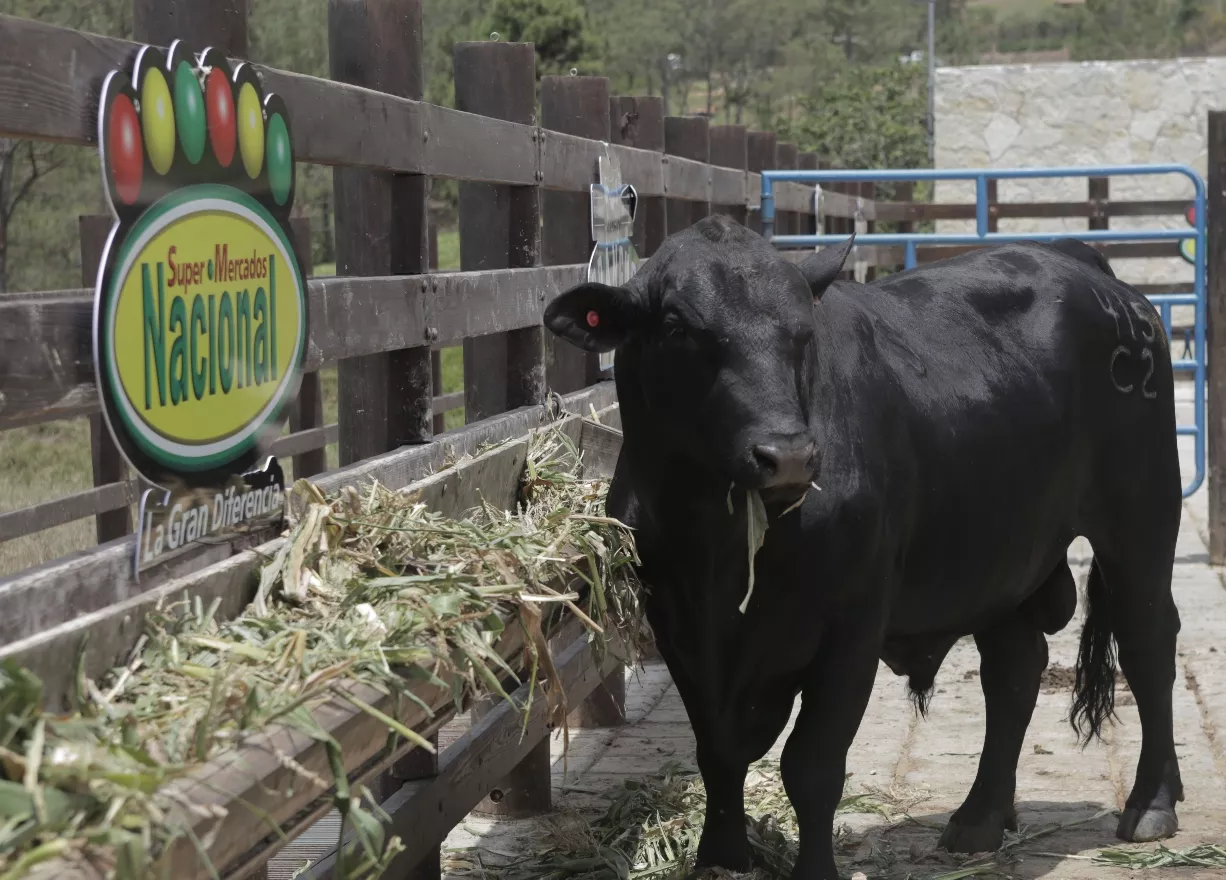 CCN busca sustituir carne importada con producción local