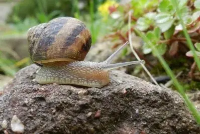 Más de 100 caracoles en concurso