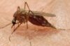 Salud Pública realizará jornada para eliminar criaderos de mosquitos