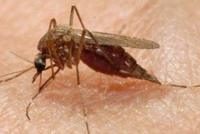 Mosquitos afectan a los vecinos de Montecristi