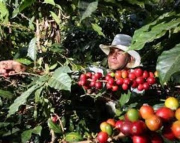 Región mejora alerta contra roya del café