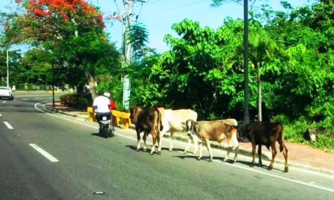 Animales realengos constituyen grave peligro en vías de Puerto Plata