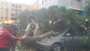 Las ráfagas de viento han derribado árboles y letreros en Villa Consuelo. Foto: Joan Vargas.