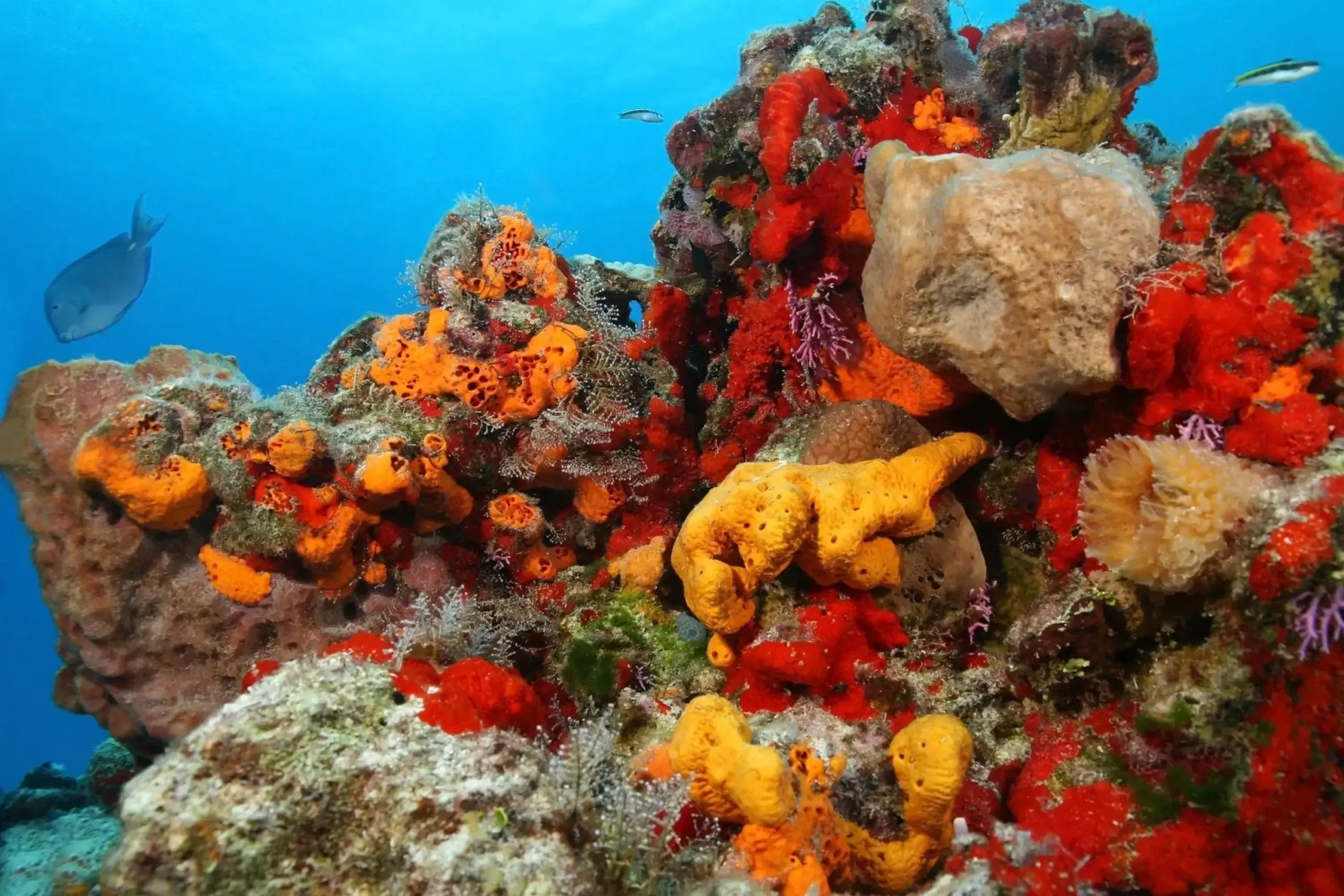 Esponjas de mar son los primeros animales en la escala evolutiva