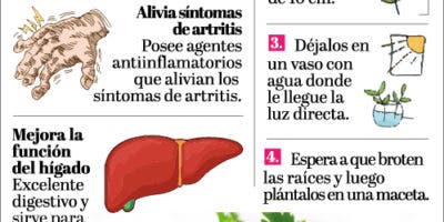 El cilantro es la hierba más usada para condimentar en el mundo