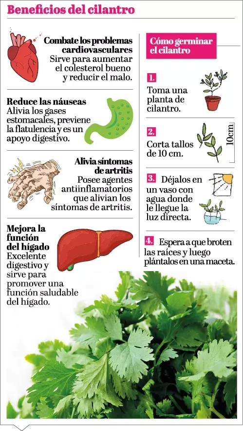 El cilantro es la hierba más usada para condimentar en el mundo