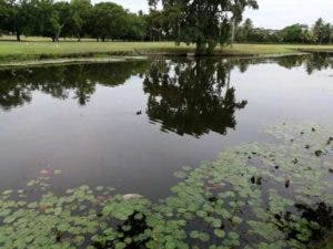 Autoridades investigan muerte de decenas de peces en laguna de Playa Dorada