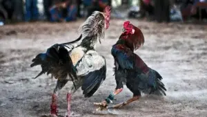 Hombre mata otro porque no le pagó apuesta pelea de gallo en San Carlos