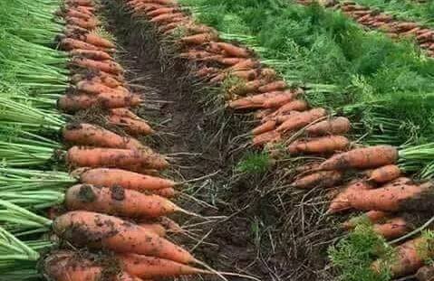 Salud Pública advierte sobre vegetales contaminados con una bacteria