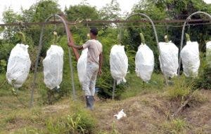 Bananeros reutilizarán plásticos en sus cultivos