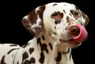 Pierde piernas tras ser lamido por su perro