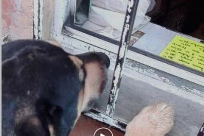 El perro que pide dinero para comer en México