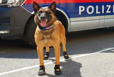 Ponen zapatillas a perros policías por el asfalto