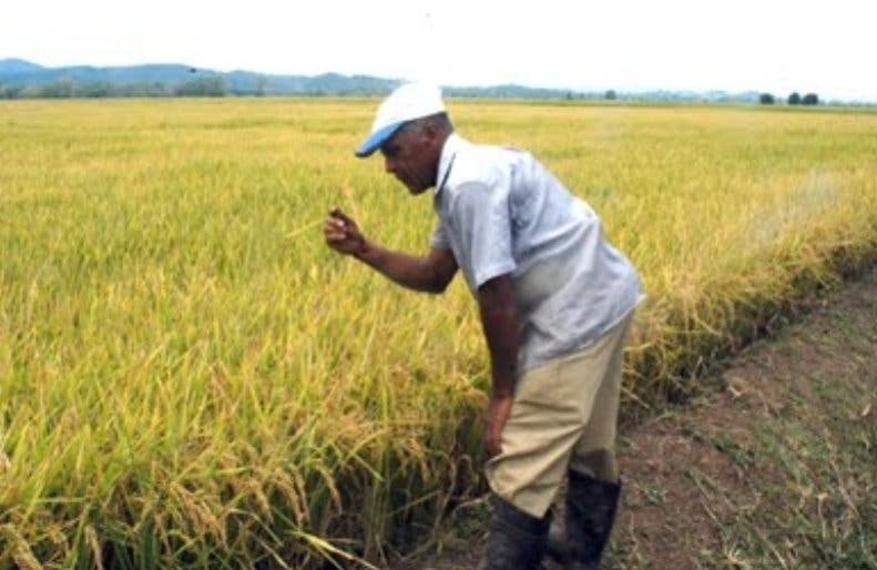 Carlos Segura Foster pide a productores de San Juan abandonar siembra de arroz por sequía