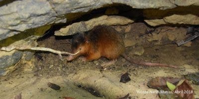 Hallan población de Solenodontes en el Monumento Saltos de Damajagua 