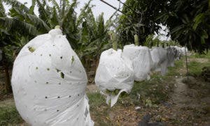 Bananeros reutilizarán plásticos usados en la producción