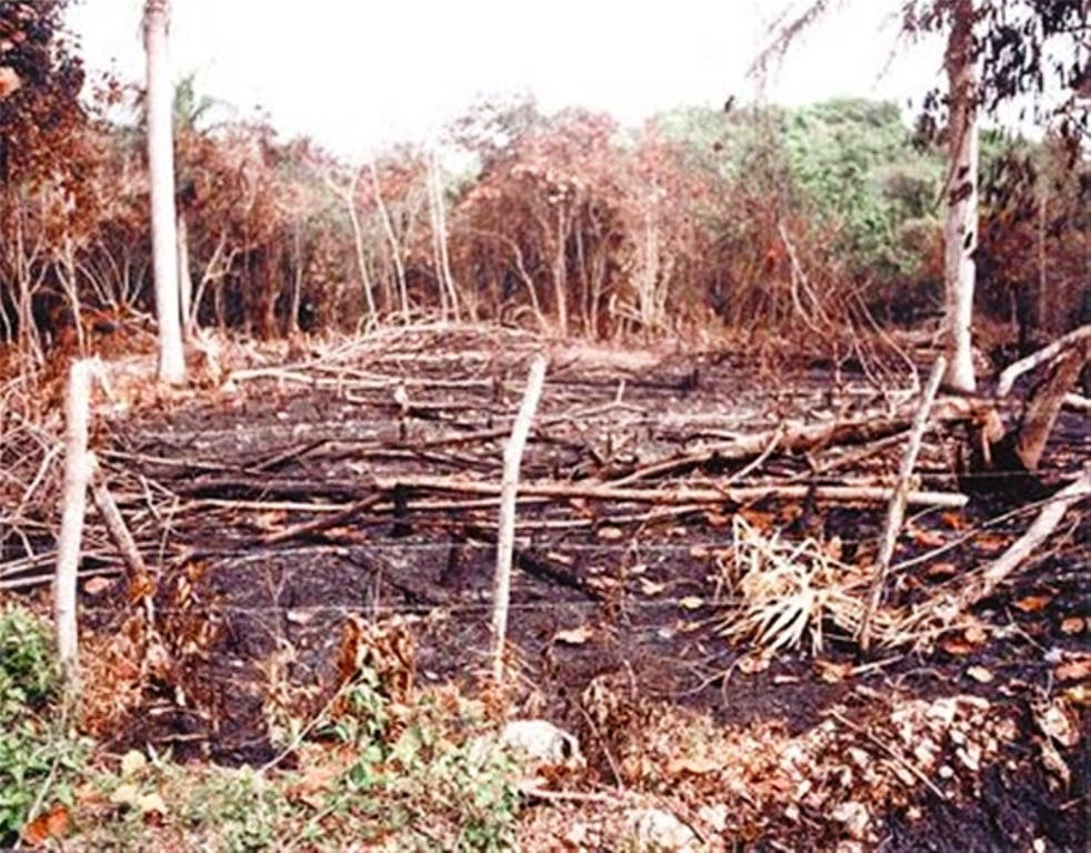 Multan propietario de una finca en Villa Isabela por cortar árboles y quemar bosque