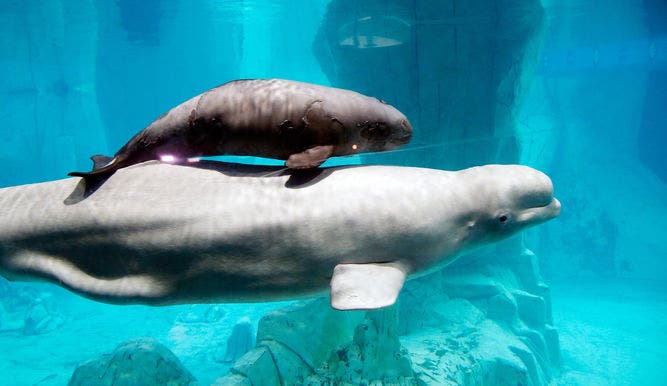 Las ballenas beluga y las narvales también tienen la menopausia