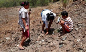 Proyecto busca reforestar Corredor Seco de América Central y áreas de República Dominicana