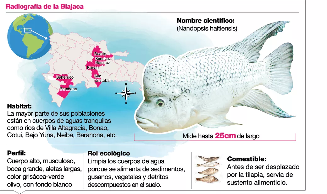 info-nandopsis-haitiensis
