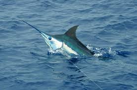 Náutico de SD inicia viernes torneo pesca al Marlin Azul