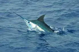 Náutico de SD inicia viernes torneo pesca al Marlin Azul