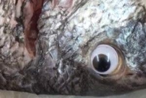 Pescadería pone ojos de plástico al pescado