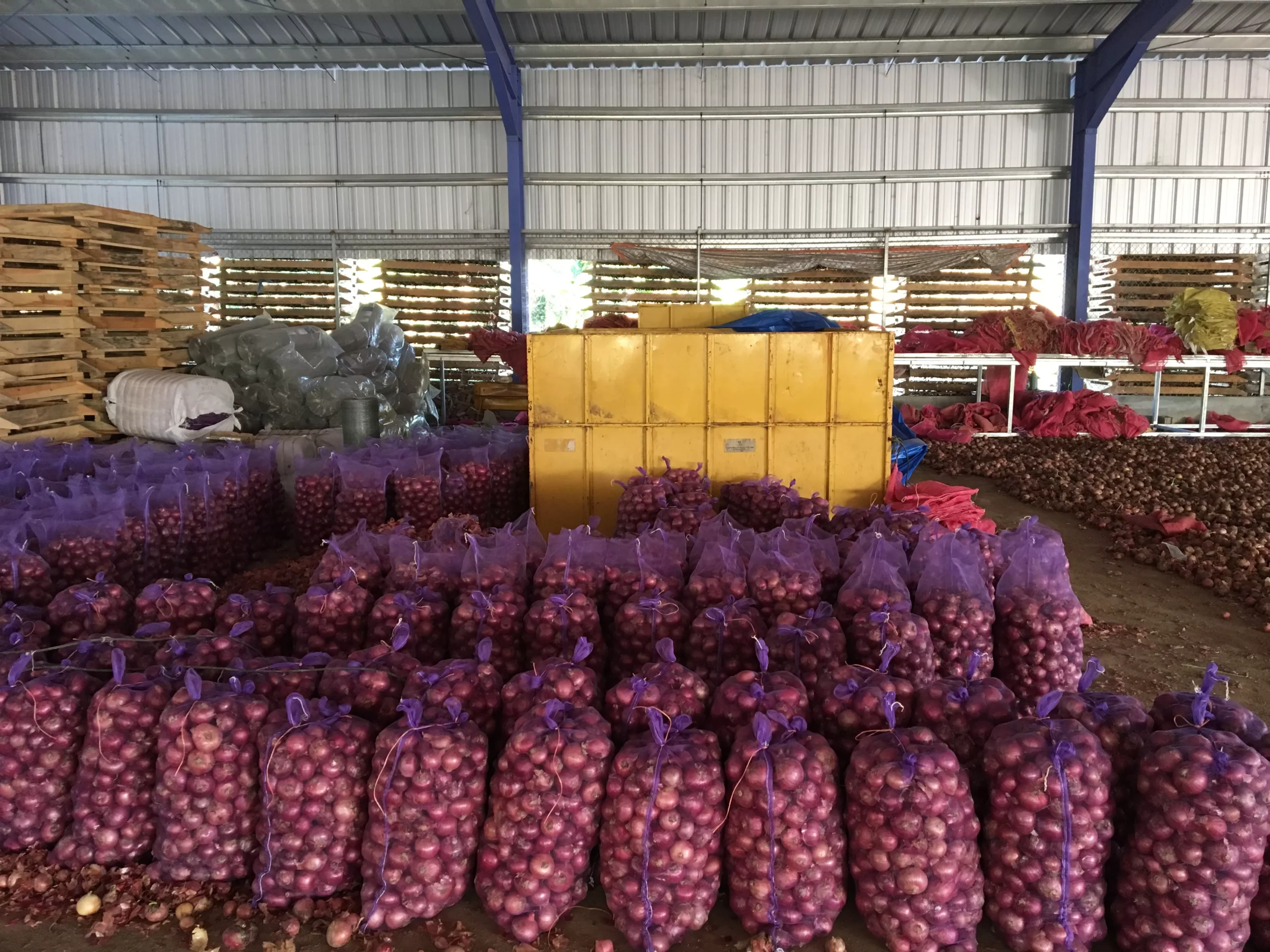 cebolla-sometida-a-secado