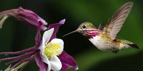 El colibrí, una ave amenazada y convertida en amuleto en nombre del amor
