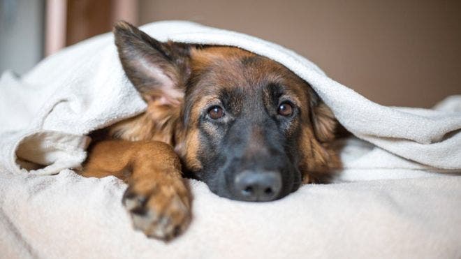 Fallece el primer perro diagnosticado con el COVID-19 en EEUU