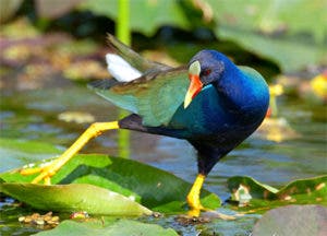 La gallareta azul, ave acuática identificada por sonido de su cacareo