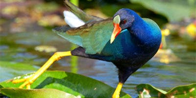 La gallareta azul, ave acuática identificada por sonido de su cacareo