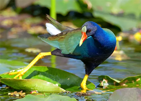 La gallareta azul, ave acuática identificada por sonido de su cacareo