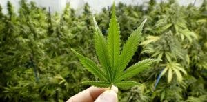 EE.UU. dará histórico paso al clasificar la marihuana como una droga de bajo riesgo