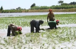 El sector agrícola desperdicia casi la mitad del agua por malas prácticas