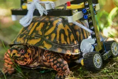 Una tortuga que camina con una silla de ruedas