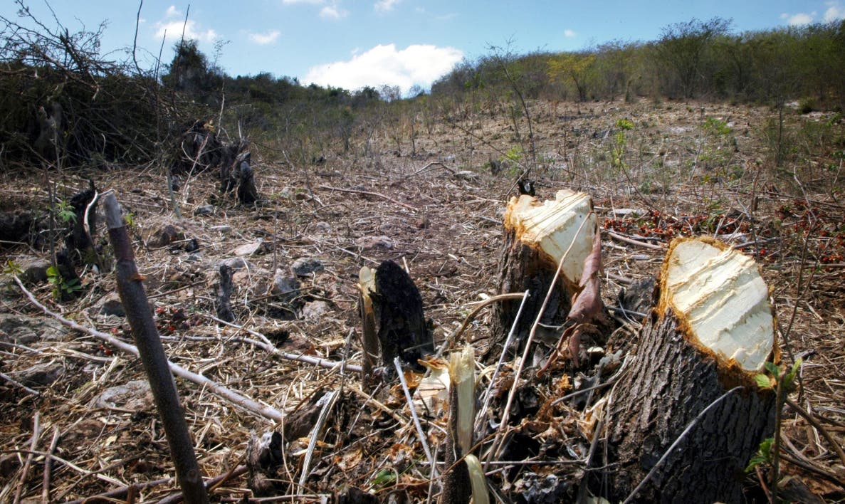 En 20 años Haití se quedaría sin bosques