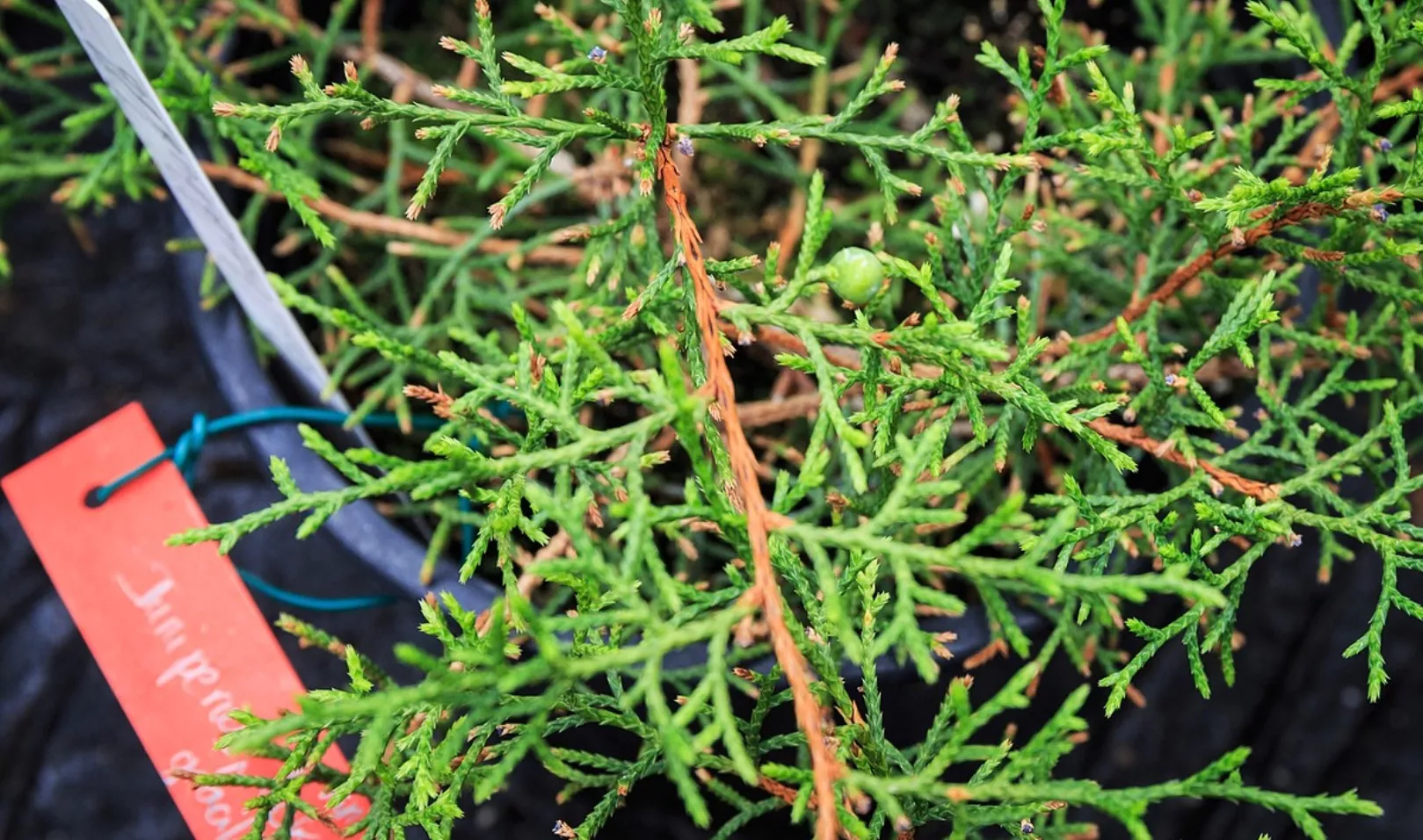 La sabina,valioso árbol endémico de la isla