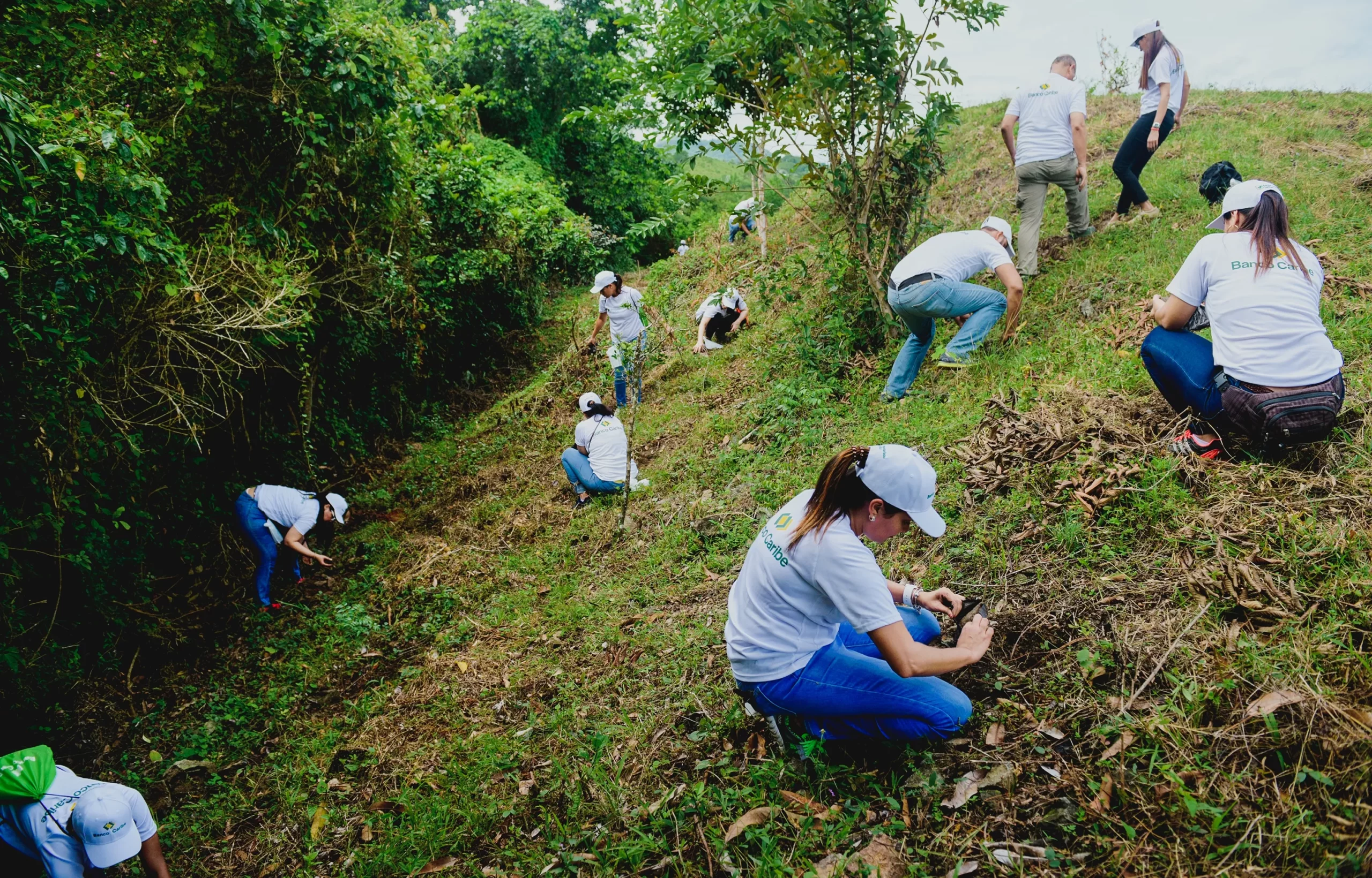 Voluntarios de Banco Caribe plantan 7 mil árboles en jornadas de reforestación