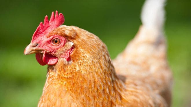 Empresa que produce pollo sin matar un solo animal