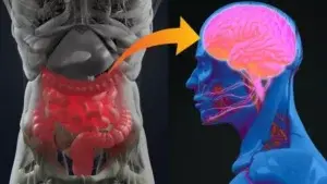 Enfermedad de Parkinson podría originarse en el apéndice