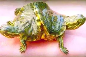 Una tortuga con 2 cabezas, 6 patas y un caparazón